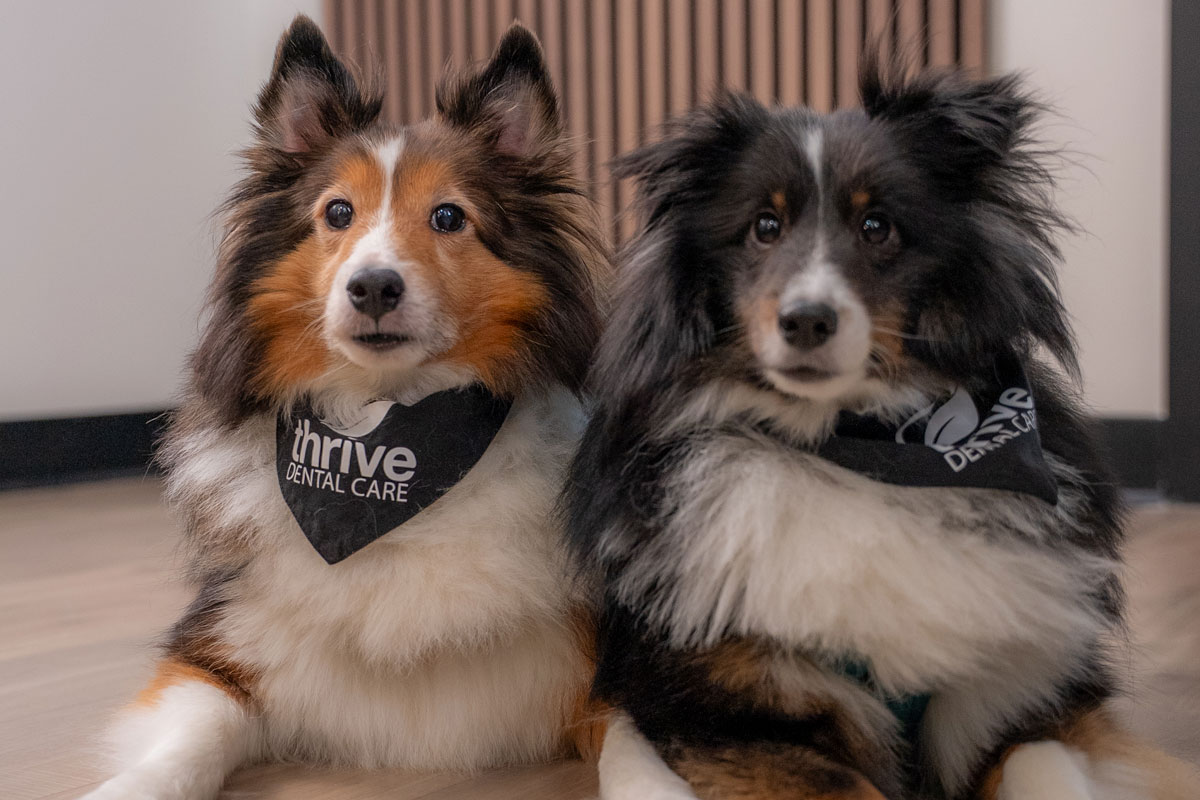 cazzo-in-the-office Dogs in the dental office
