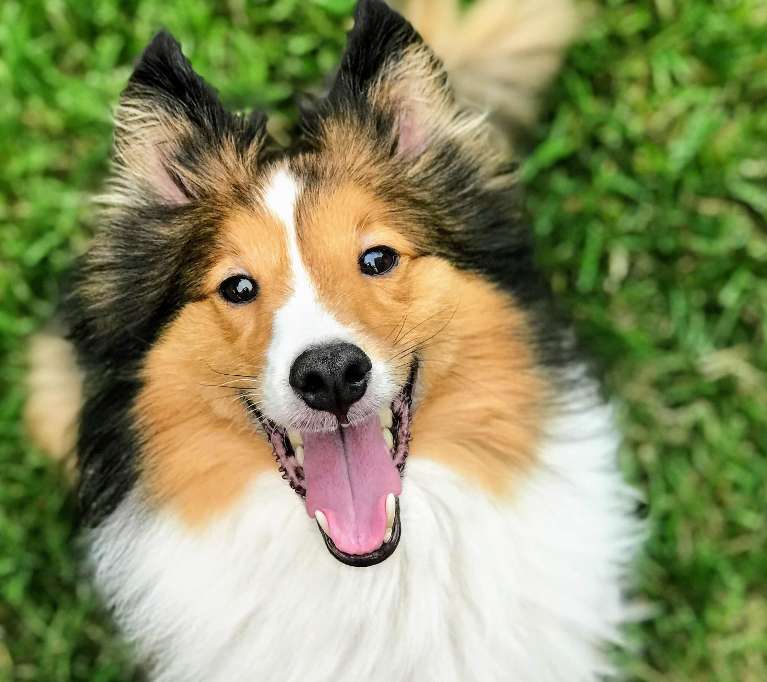 smiling sheltie dog